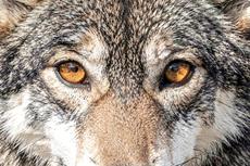 Amber Wolf Eyes