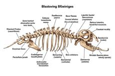 Bat Skeleton Labeled