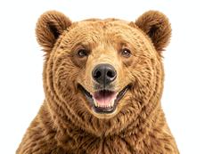 Bear Smile