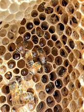 Beehive Inspection Closeup