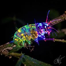 Bioluminescent Caterpillar Glow