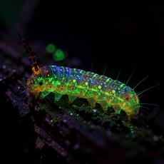 Bioluminescent Caterpillar