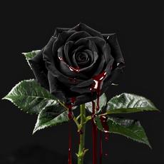 Black Rose With Blood