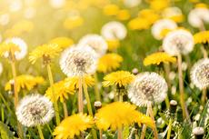 Blissful Bright Dandelions