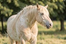 Blond Horse