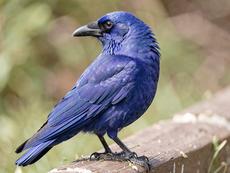 Blue Raven Bird