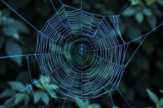 Blue Spider Web