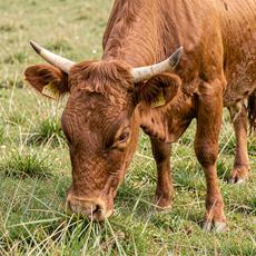 Brown Cow Eating Grass