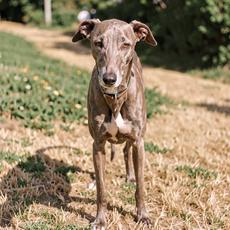 Brown Greyhound Dog