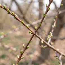 Budding Spring Branches