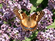 Butterfly On Lilac