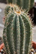 Cactus Closeup