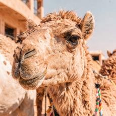 Camel Up Close