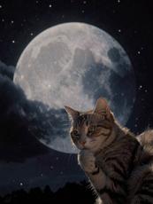 Cat Under Moon