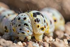 Caterpillar Close Up