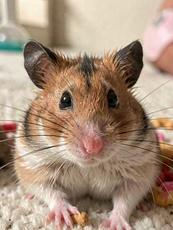 Close Up Hamster