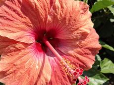 Close Up Hibiscus