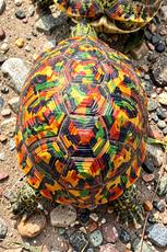 Colorful Turtle Shell