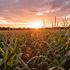 Cornfield At Sunset
