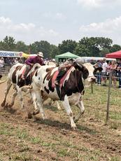 Cow Race
