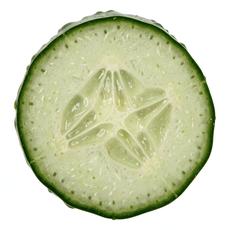 Cross Section Of Cucumber