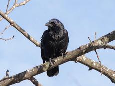Crow On Branch