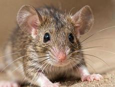 Curious Mouse Close Up