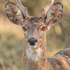 Deer With Amber Eyes