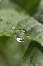 Dewdrop On Leaf