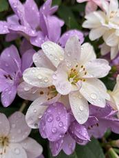 Dewdrops On Flowers