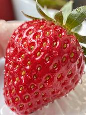 Dewy Strawberry Close Up