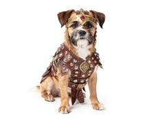 Dog Gladiator Costume