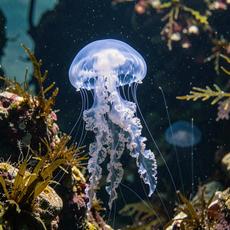 Elephant Jellyfish