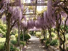 Enchanting Wisteria Walkway