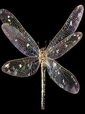 Ethereal Wings Of A Dragonfly