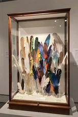 Feather Display Case