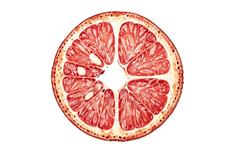 Fig Cross Section