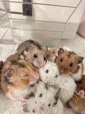 Fluffy Hamsters