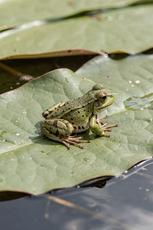 Frog On Lilly Pad