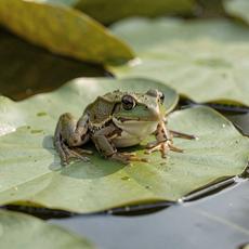 Frog On Lily Pad