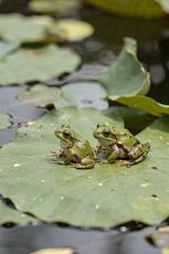 Frogs On A Lily Pad