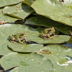 Frogs On Lily Pads