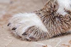 Furry Side Paw View