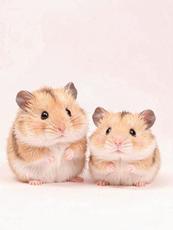 Fuzzy Cute Hamsters