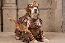 Gladiator Dog Costume