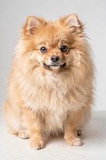 Golden Pomeranian Dog