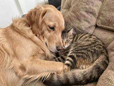 Golden Retriever And Cat Cuddle