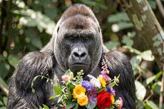 Gorilla With Flowers