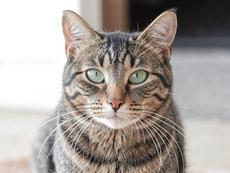 Green Eyed Tabby Cat