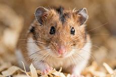 Hamster Close Up